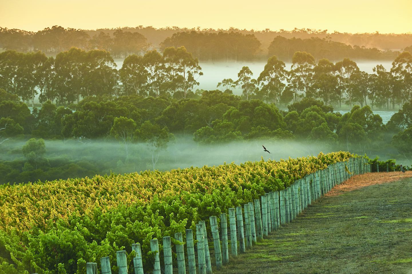 Margaret River Chardonnay